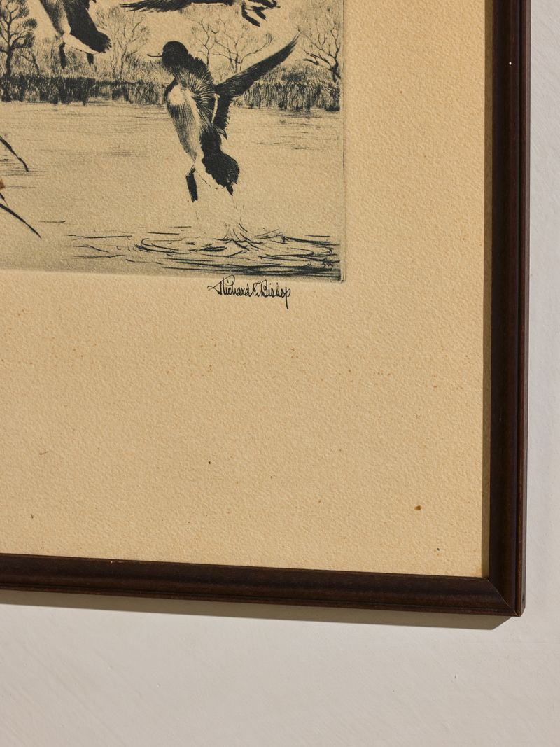 Early Mallard Etching