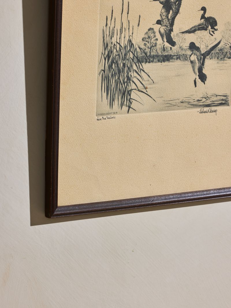 Early Mallard Etching