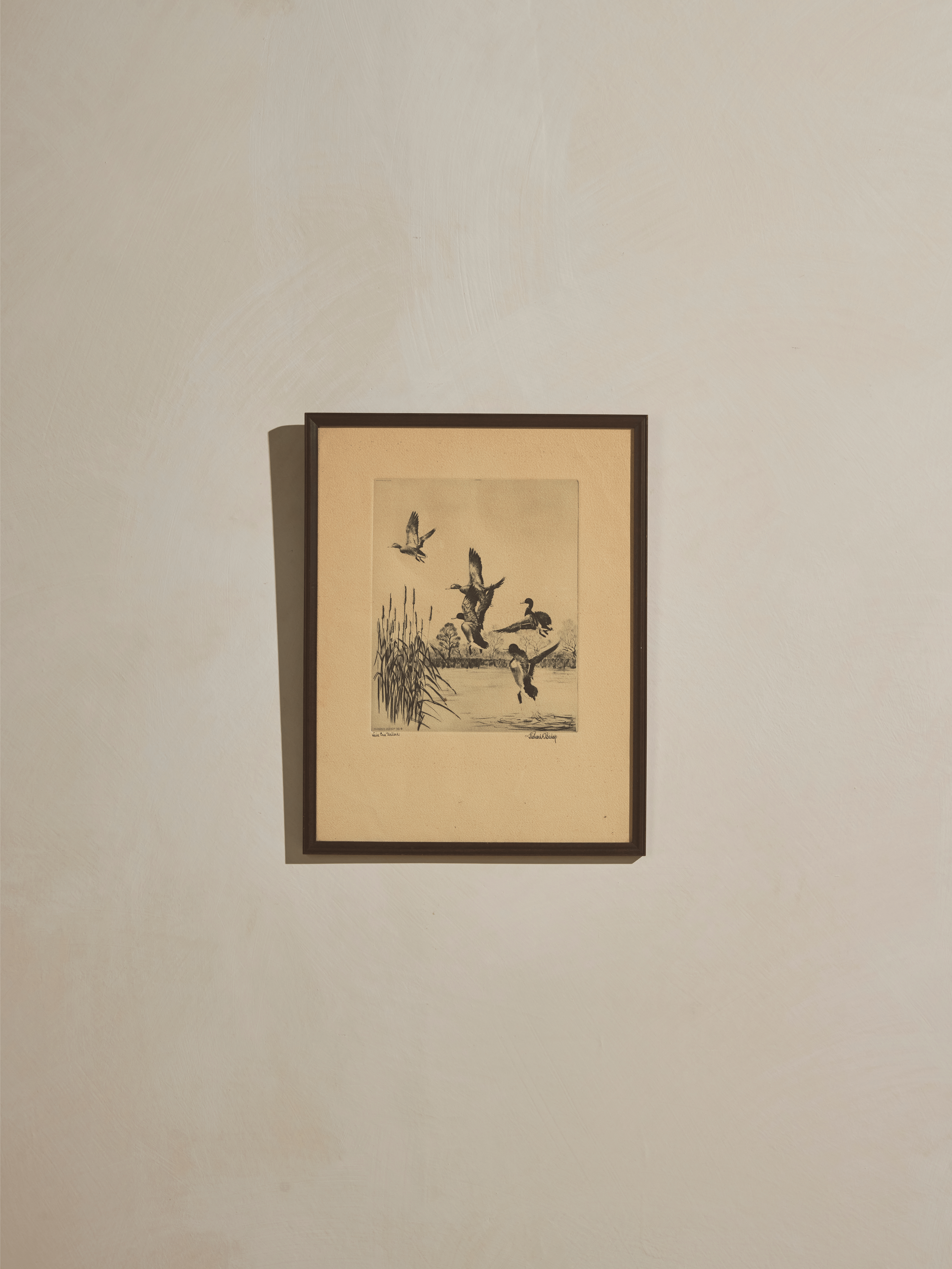 Early Mallard Etching